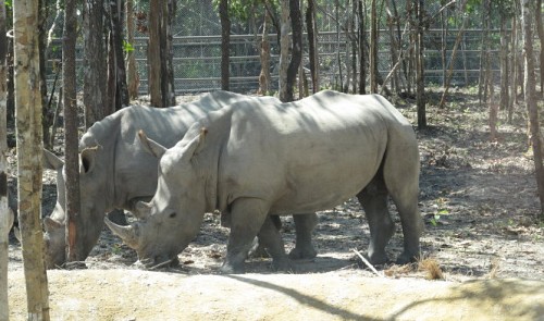 cites vietnam authorities say rhinos at vinpearl safari of legal origin