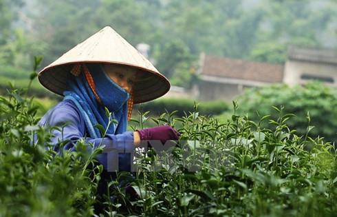 thai nguyen spends big to promote tea trade mark