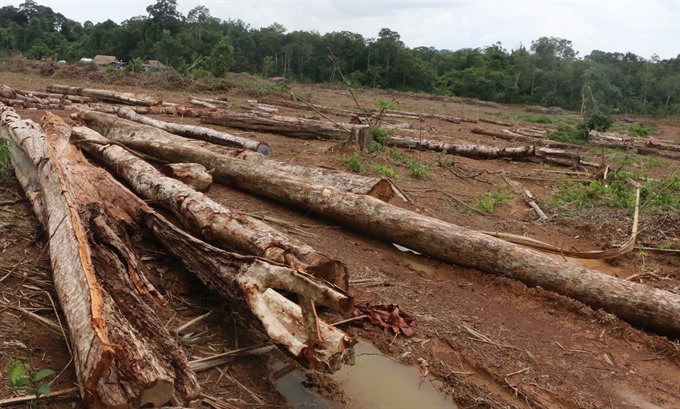 Bình Phước authorities apologise for forest destruction