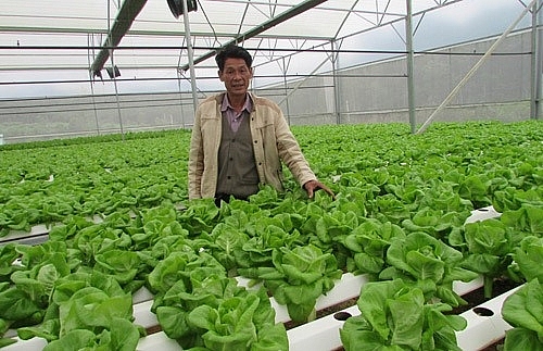 da nang to invest in clean vegetables