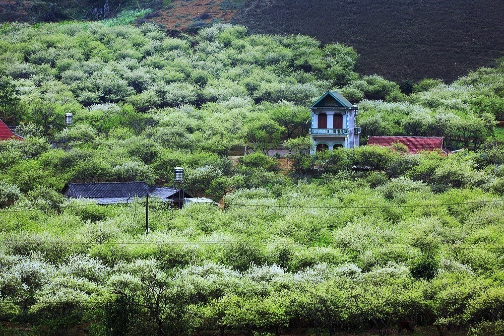 moc chau full of white apricot blossoms in spring