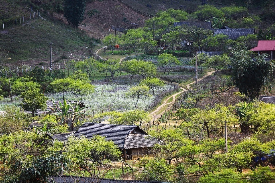 moc chau full of white apricot blossoms in spring