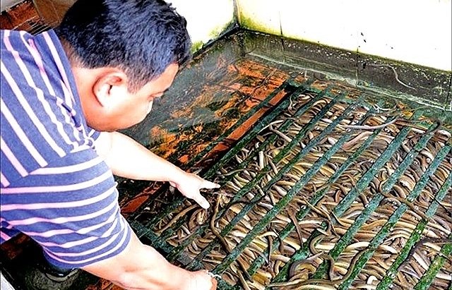 Mud-free eel breeding becoming commercial success