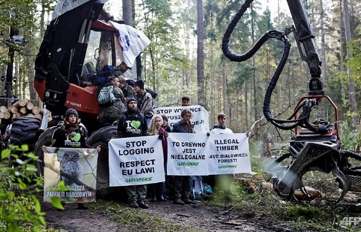 Poland illegally logged in ancient forest: EU court advisor