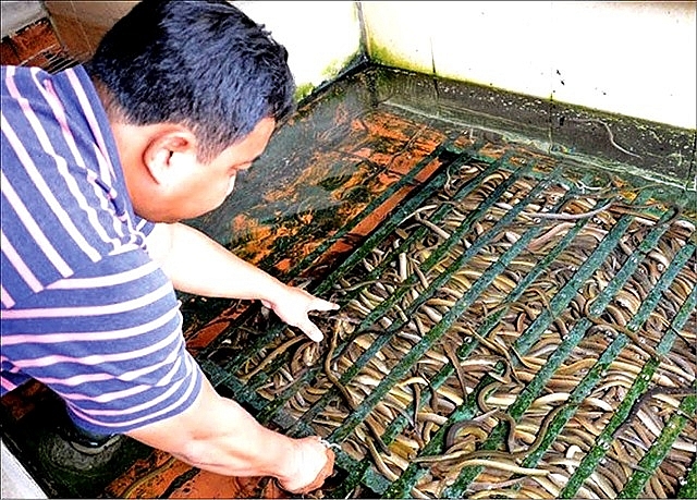 mud free eel breeding becoming commercial success