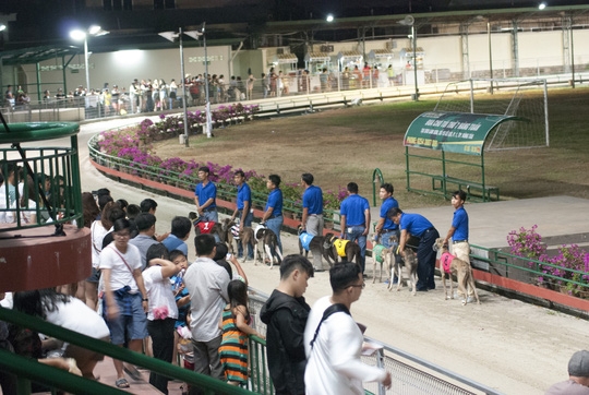 dog races in vung tau city