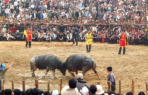 Vinh Phuc requested to tighten control over buffalo fighting festival