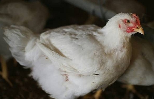 Bird flu outbreak at Dutch farm