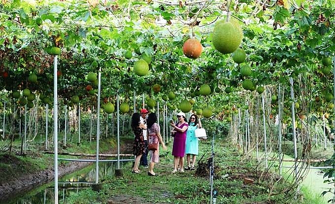 Agri-tourism attracts more visitors to Mekong Delta