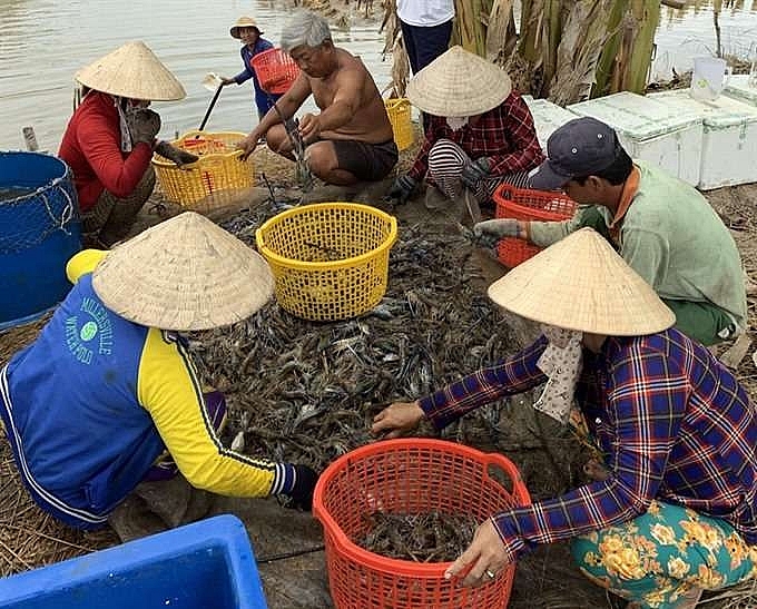 kien giang to expand shrimp farming models