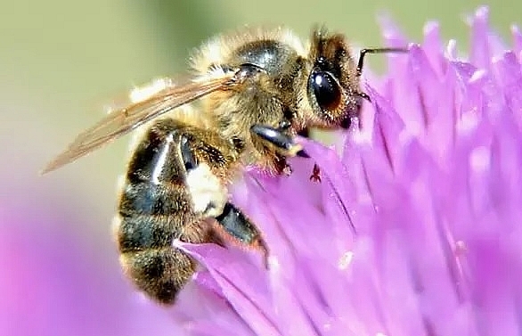 Half-a-million insect species face extinction: Scientists