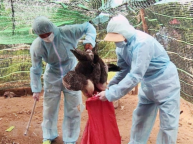 country shoring up defences amid bird flu concerns