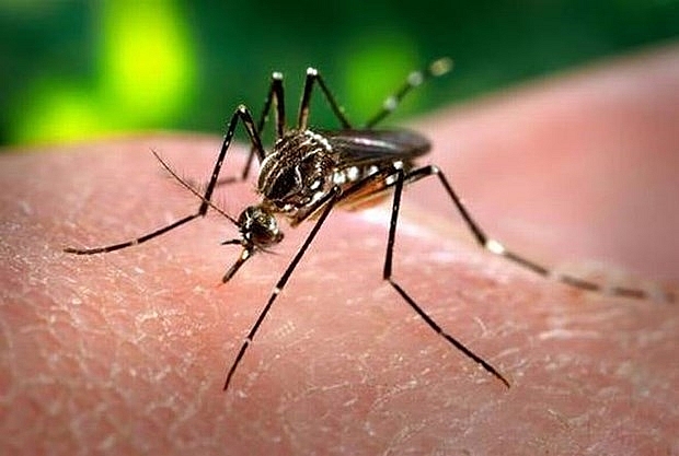 fever dengue cases in laos continue to rise