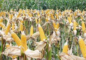 Controversial GM crops encouraged