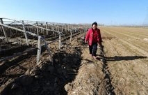 Chinese farmers go online to sell produce