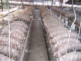 vietnam denmark to cooperate in pig production