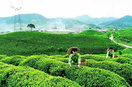 vietnam pakistan hold online tea exchange