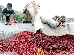 coffee sector gears up for sustainable growth