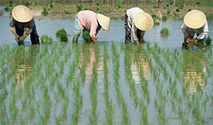 vib offers vnd1 trillion soft loans for stockpiling rice