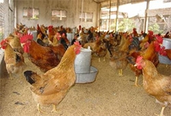 Foreign animal feed makers face tough punishment