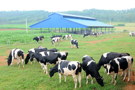 nutifood begins construction of ha nam milk plant