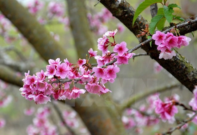 Ha Long cherry blossom festival 2016 to open on March 18