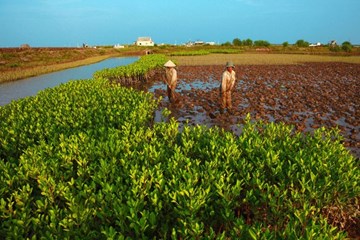 pm directs saline intrusion handling in mekong delta