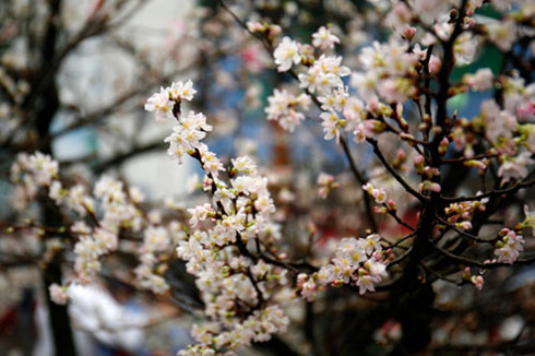 10,000 cherry blossoms celebrate Vietnam, Japan ties