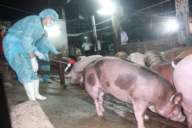 use of banned chemicals out of control in vietnams southern pig breeding hub