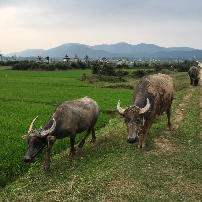 Sao phim 'Kong' thích thú đi xe máy ở Việt Nam
