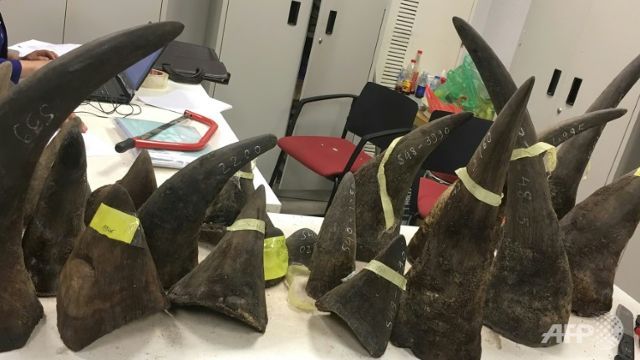 vietnam seizes 100 kgs of rhino horn from kenya