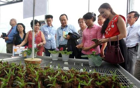 hcm city sees high investment from overseas vietnamese