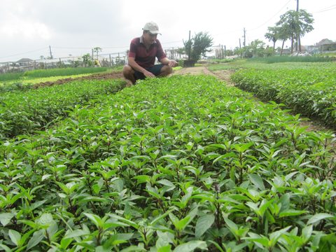 ancient city starts essential oils plant from local herbs