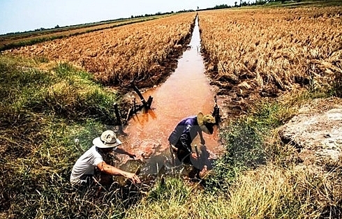 Over 40,000ha of rice to be hurt by saline intrusion in Hau Giang