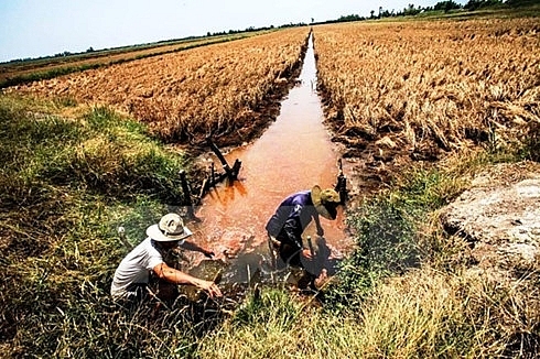 over 40000ha of rice to be hurt by saline intrusion in hau giang