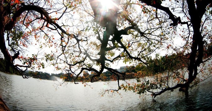 loc vung trees shed their leaves on hoan kiem lake
