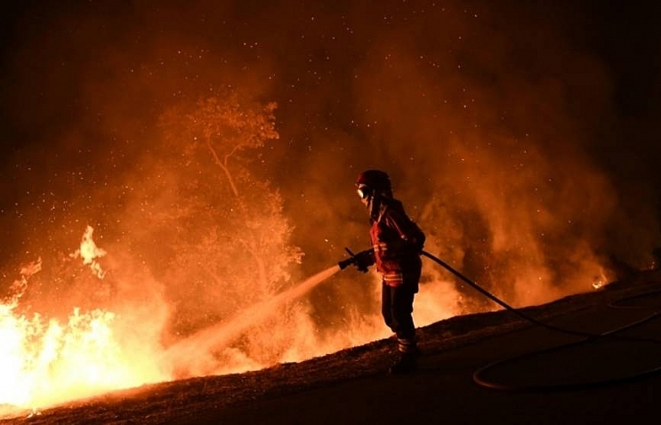 Portugal starts clearing forests to prevent deadly fires
