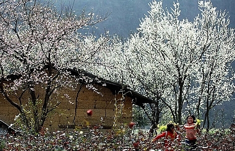 No need to go to Japan, Dien Bien now among world’s places to view cherry blossoms