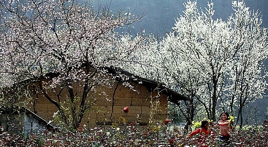 no need to go to japan dien bien now among worlds places to view cherry blossoms
