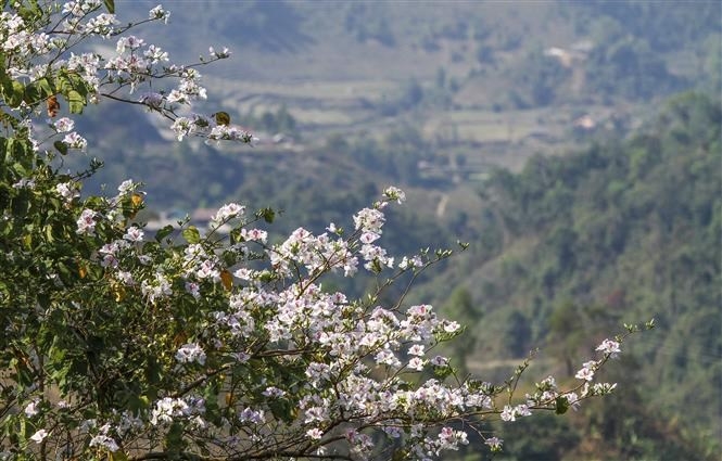 ban flowers brighten northern mountainous province