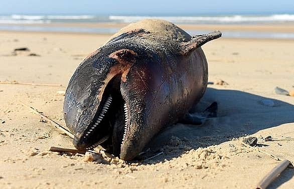 Record 1,100 dolphins wash ashore in France this year; activists blame aggressive fishing