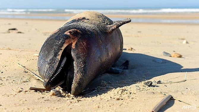 record 1100 dolphins wash ashore in france this year activists blame aggressive fishing