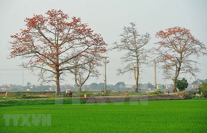 Red silk cotton trees in full bloom