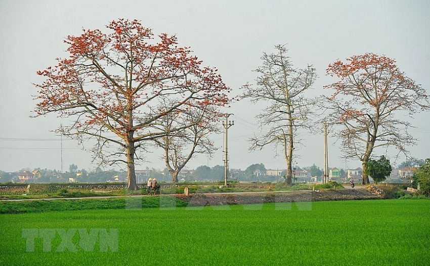 red silk cotton trees in full bloom