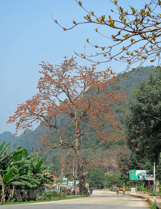 red silk cotton trees in full bloom