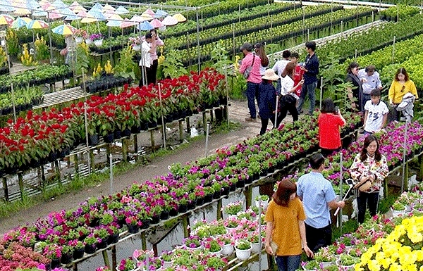 Sa Dec flower village to be turned into tourism culture centre