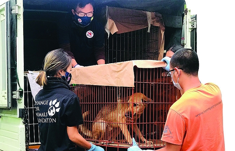 The journey to rescue dogs and cats in Vietnam