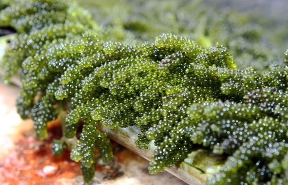 Production links to boost seaweed farming in Vietnam: experts