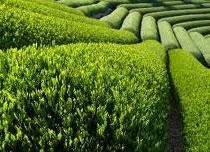 tea exports reach 36 million in q1
