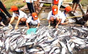 mekong delta strives for sustainable development